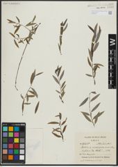 Foto von Salix acmophylloides Hausskn. & Bornm.